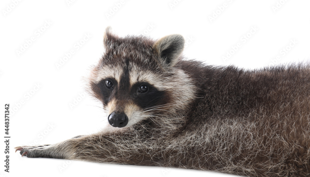 Plakat Cute funny common raccoon isolated on white