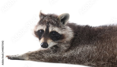 Cute funny common raccoon isolated on white