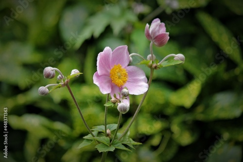 japanes anemone with flower and buds