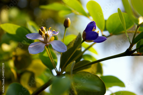 Small purple flowers of genus Guaiacum tree of Lignum vitae wood photo