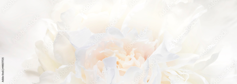 An abstract floral background of delicate flowers in pastel colors with a soft style for spring or summer. Banner background with copy space. Selective soft focus, Soft dreamy look