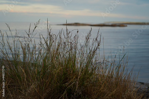 Wild grass on the rocks with the sea in the background. Typical landscape view in the Swedish archipelago on a summer evening. 