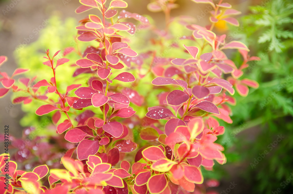 Blooming barberry shrub in the spring or summer garden. Natural beautiful wallpaper. Selective focus Blooming barberry shrub in the spring or summer garden. Natural beautiful wallpaper. Selective focus