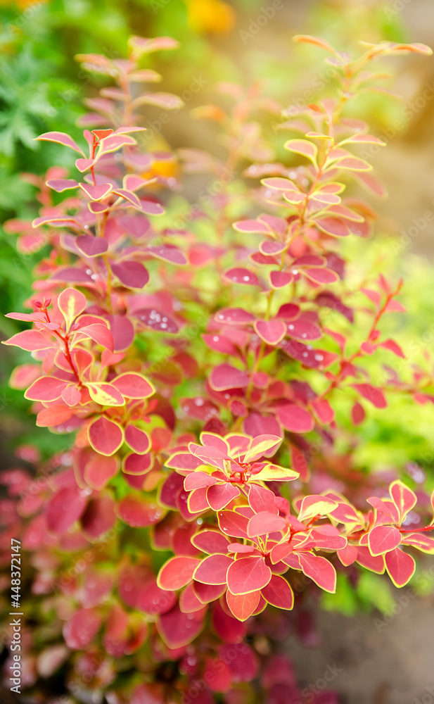 Blooming barberry shrub in the spring or summer garden. Natural beautiful wallpaper. Selective focus Blooming barberry shrub in the spring or summer garden. Natural beautiful wallpaper. Selective focus