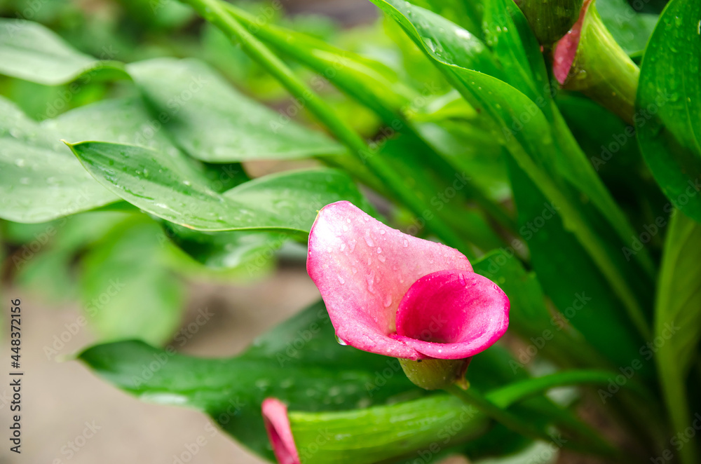A beautiful bush of Pink Calla Lily growing in the garden after the rain. Natural wallpaper. Beautiful background. Selective focus A beautiful bush of Pink Calla Lily growing in the garden after the rain. Natural wallpaper. Beautiful background. Selective focus
