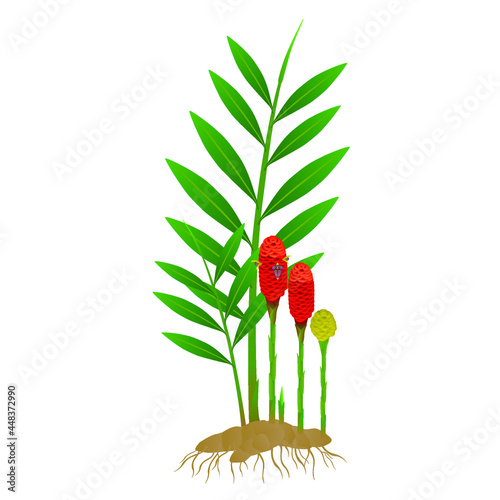 Zingiber spectabile, ginger plant with roots on a white background.
