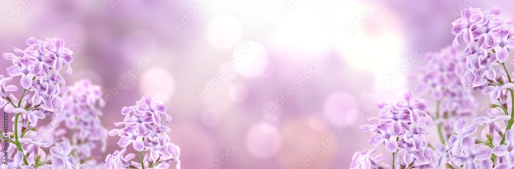 Spring blossom lilac flowers on white background. Spring blossom lilac flowers on white background.