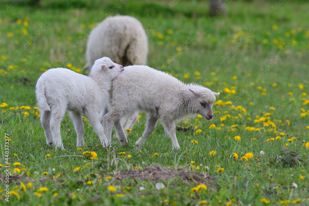 Obraz premium Skudden ,eine alte Haustierrasse 