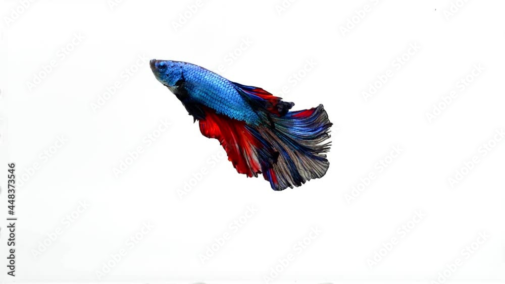 Blue and red color Siamese fighting fish Blue and red color Siamese fighting fish