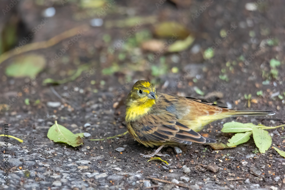 Yellowhammer sitting on the forest floor looking for food Yellowhammer sitting on the forest floor looking for food