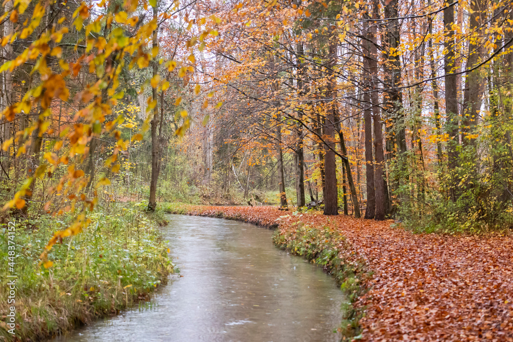 Watercourse in rainy weather under trees with autumn leaves