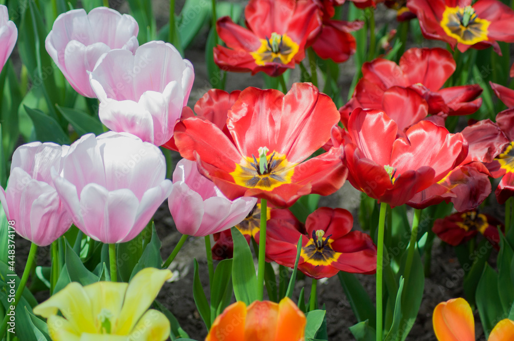 colorful tulips in a flowerbed at close range, natural background colorful tulips in a flowerbed at close range, natural background