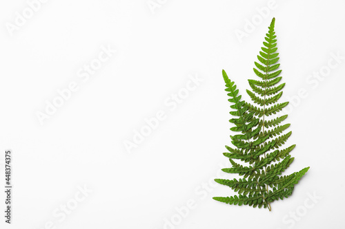 Dried fern leaves on white background, top view