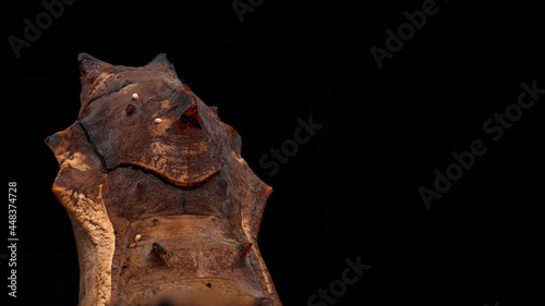 Hypolimnas bolina is a species of diurnal butterflies of the Nymphalidae family in the pupal stage, beautiful with horns and a smile, with a human pupal face. close-up portrait on black background photo