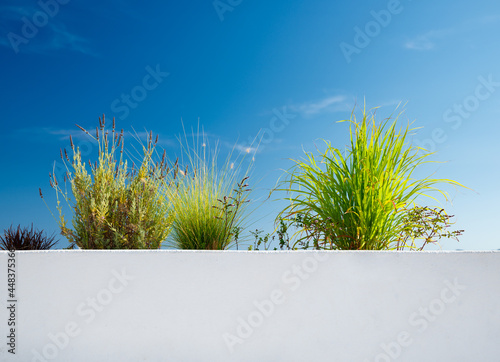 Grass an the clear sky background. Wallpaper for design.