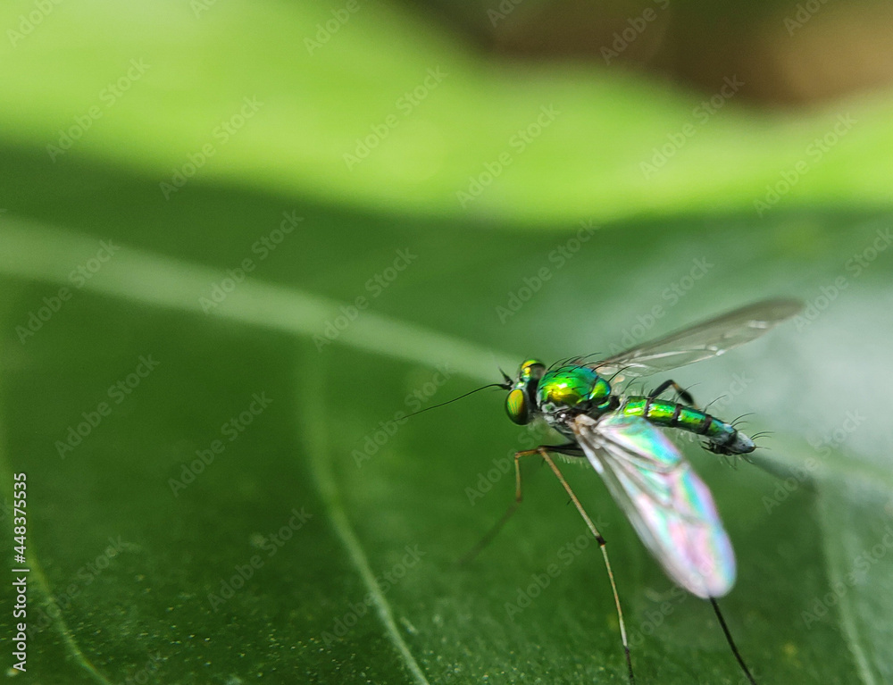 dragonfly on a green leaf dragonfly on a green leaf