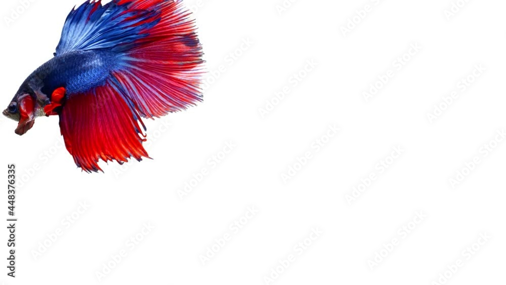 Blue and red color Siamese fighting fish