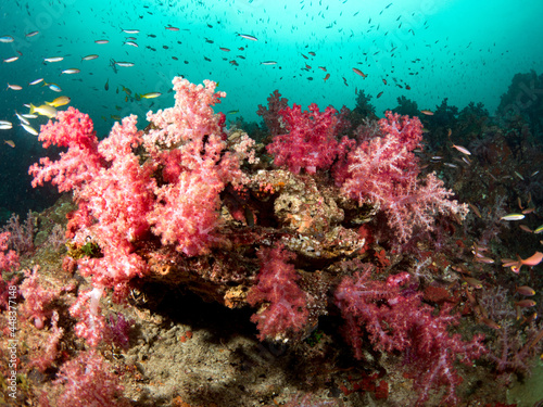 Pink soft coral reef and tropical fish.