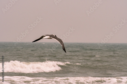 Seagull and shore birds flying over the Atlantic Ocean