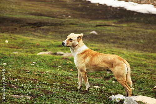 Sheppard Dog in a Tundra Region photo