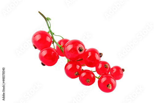 sprig of red currant isolate on white background 
