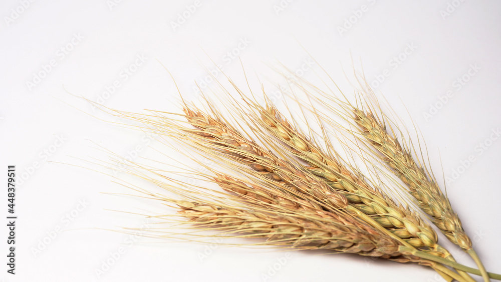 Wheat grains and spikelets on white background.