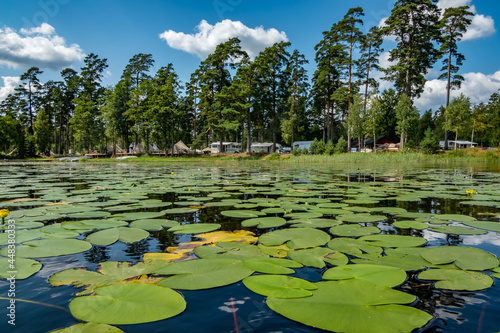 water lilies on lake asnen near ryd, sweden photo