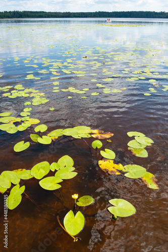 water lilies on lake asnen near ryd in sweden photo