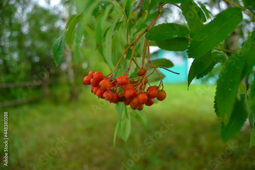 Branch with orange rowan berries.
