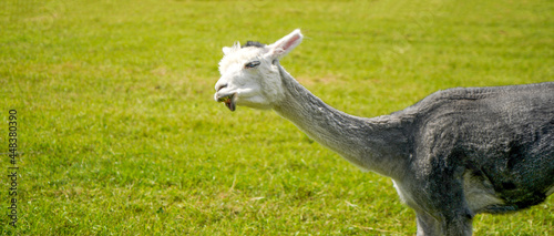 Alpaca with beautiful fur is often confused with llama, photographed in a Bavarian breeding enclosure