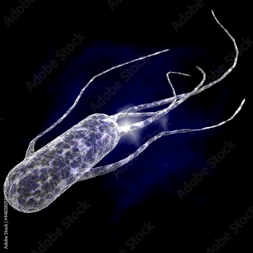 Peritrichous bacteria photo