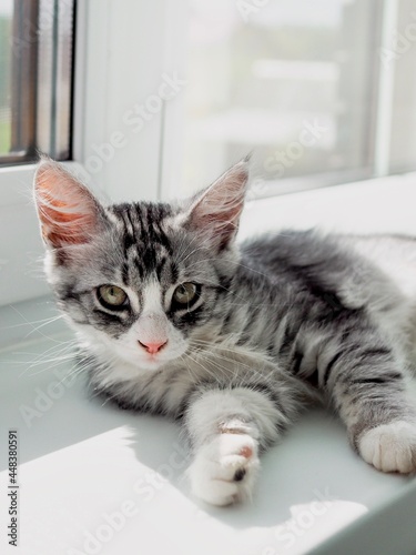 Cute little fluffy grey striped kitten lying on the windowsill and looking at camera. Newborn kitten, kid animals. Care of pets concept. World cat day