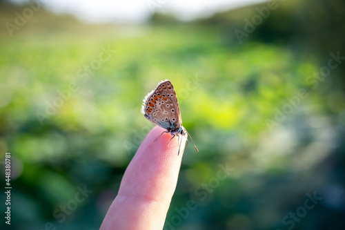 A beautiful butterfly sits on a finger