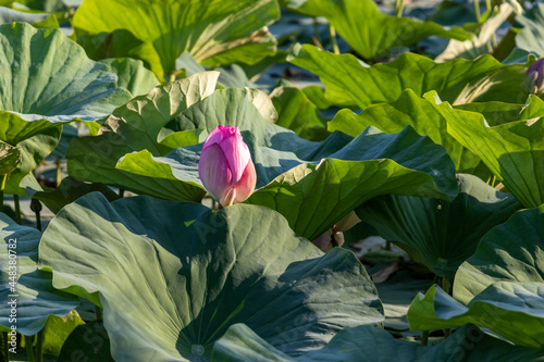 Lotus flower on the pond