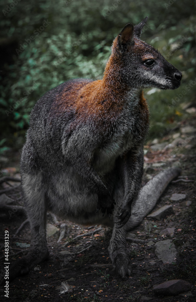 Naklejka premium Wallaby in the forest