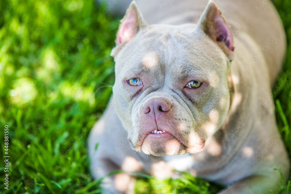 Close up of Lilac color American Bully dog outside