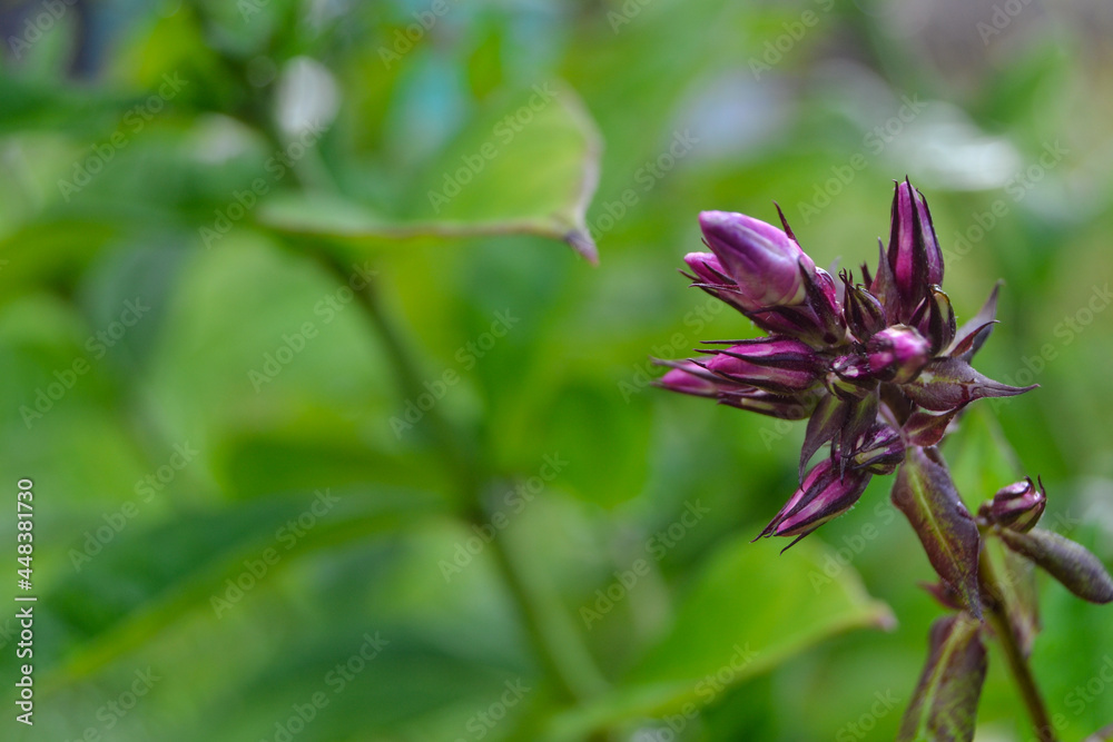 Obraz premium flower in the garden