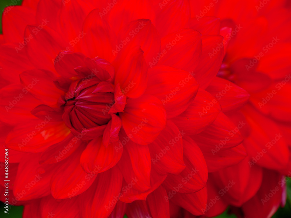 DAhlienblüte im Münsterland DAhlienblüte im Münsterland