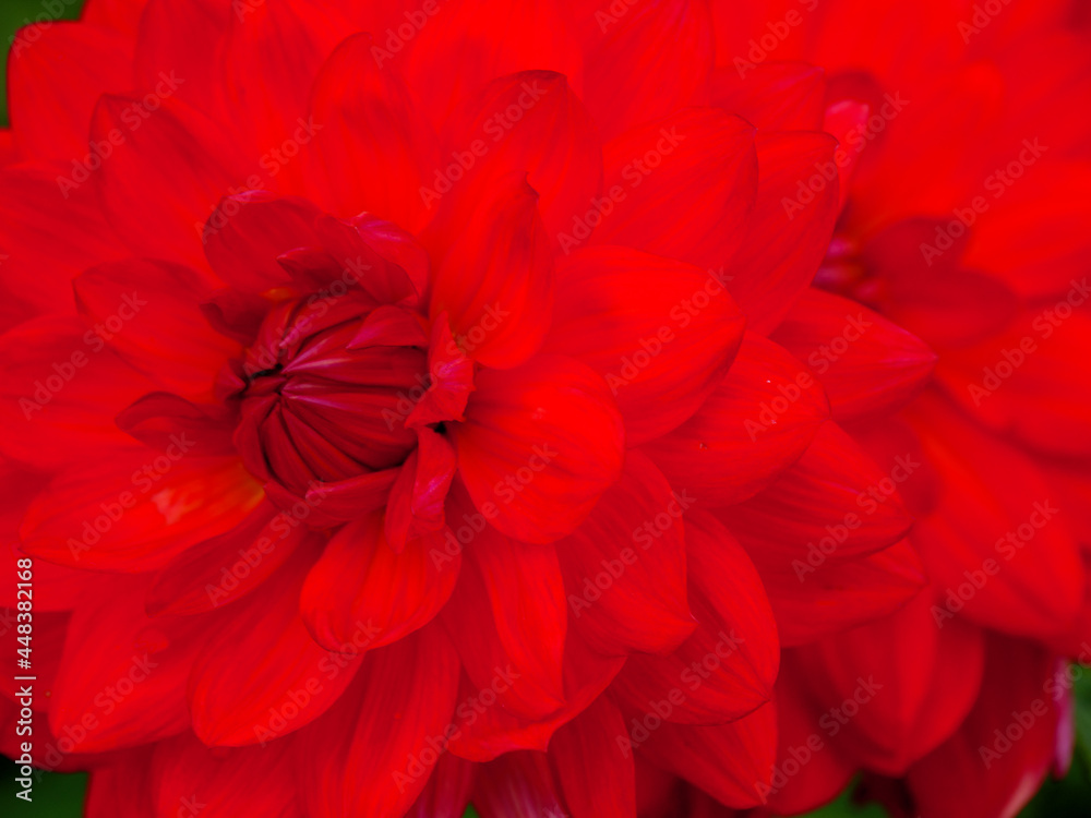 DAhlienblüte im Münsterland