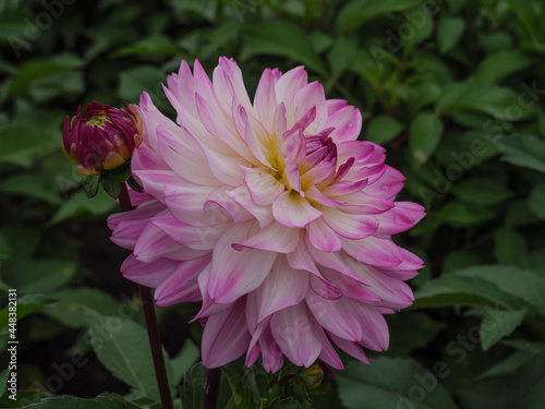 DAhlienblüte im Münsterland