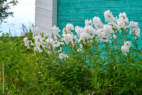 A beautiful white flower grows in the yard.
