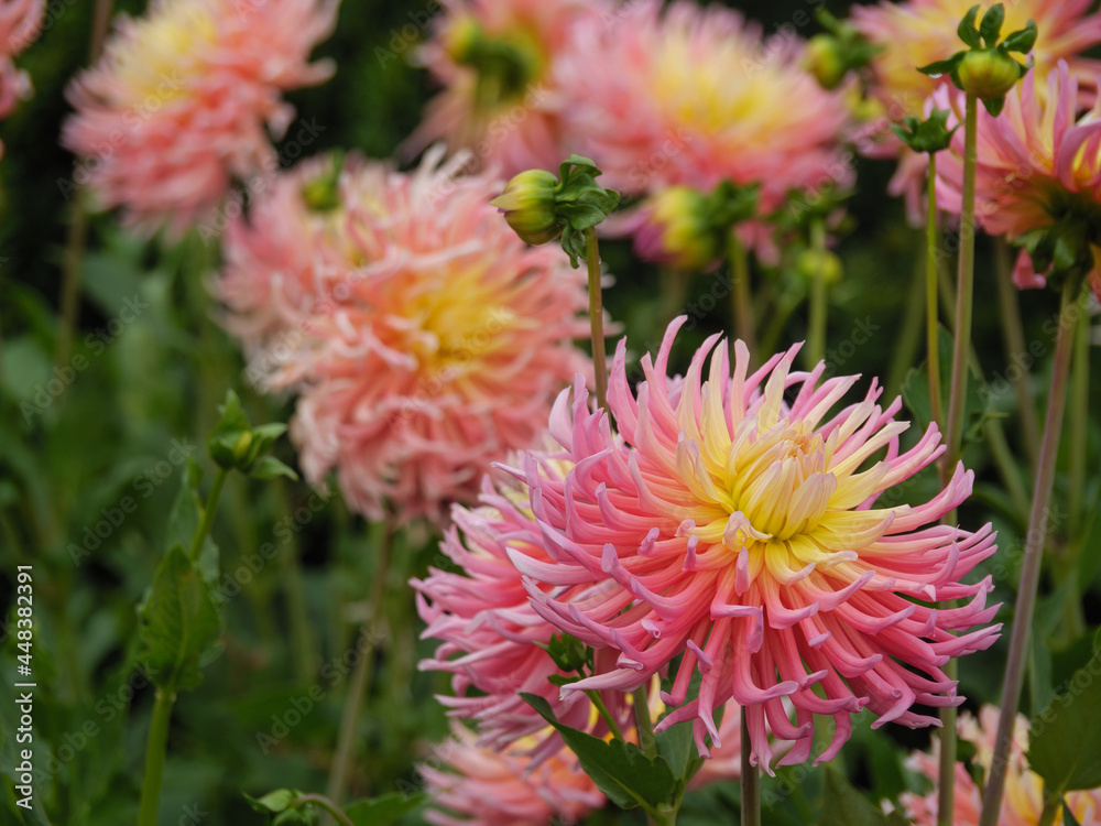 DAhlienblüte im Münsterland DAhlienblüte im Münsterland