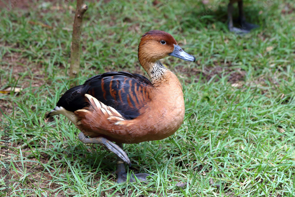 Fulvous Whistling-Duck (Dendrocygna bicolor) standing on grass at Salvador Zoo. Fulvous Whistling-Duck (Dendrocygna bicolor) standing on grass at Salvador Zoo.