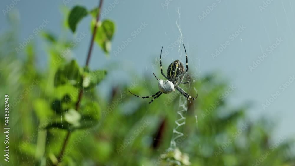 Argiope bruennichi. The predatory wasp spider entangles its prey in a web. Argiope bruennichi. The predatory wasp spider entangles its prey in a web.