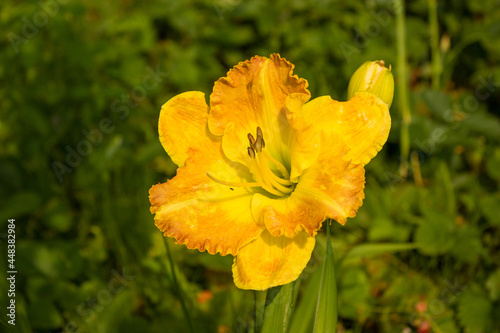 Yellow daylily flower on the background of the greenery of the garden.