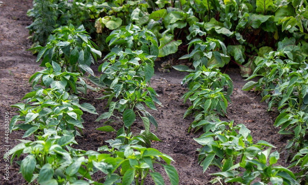 vegetable garden on the farm, organic products. Selective focus vegetable garden on the farm, organic products. Selective focus