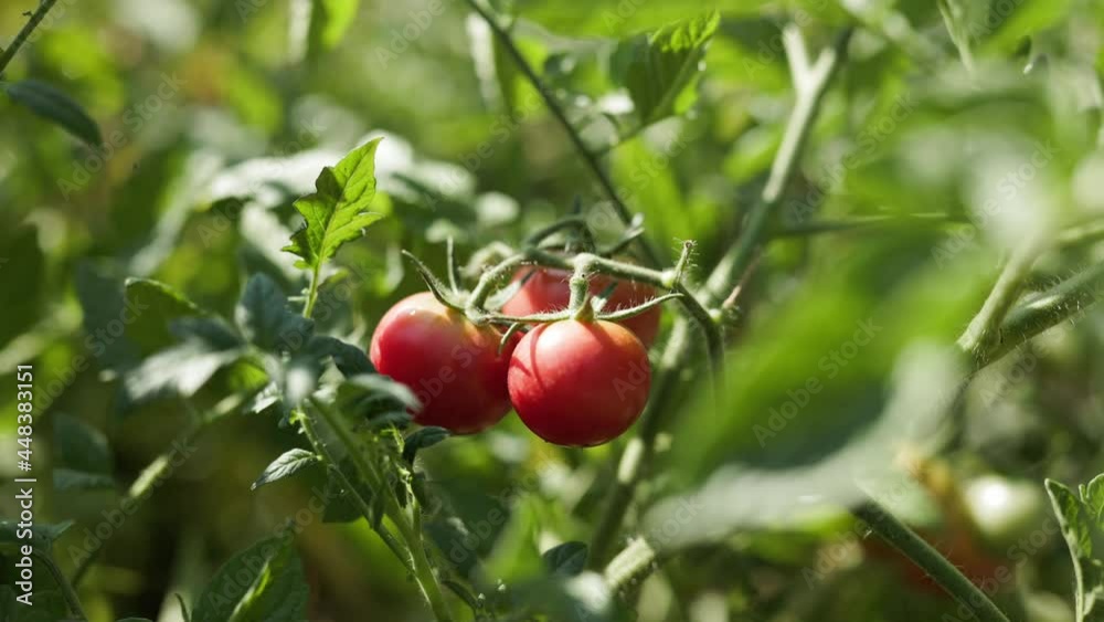 Closeup of branch of tomato plant with red tomatoes in summer garden Closeup of branch of tomato plant with red tomatoes in summer garden