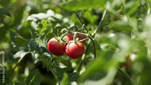 Closeup of branch of tomato plant with red tomatoes in summer garden