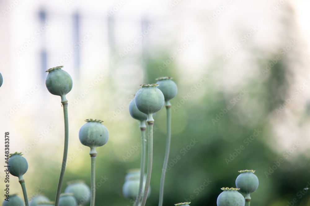 vegetable garden on the farm, organic products. Selective focus vegetable garden on the farm, organic products. Selective focus