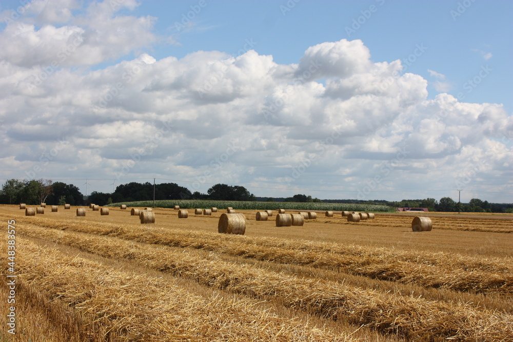 Around bales of straw in the field after the grain harvest
